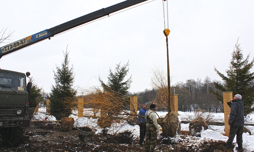 Посадка деревьев крупномеров в Антоновке